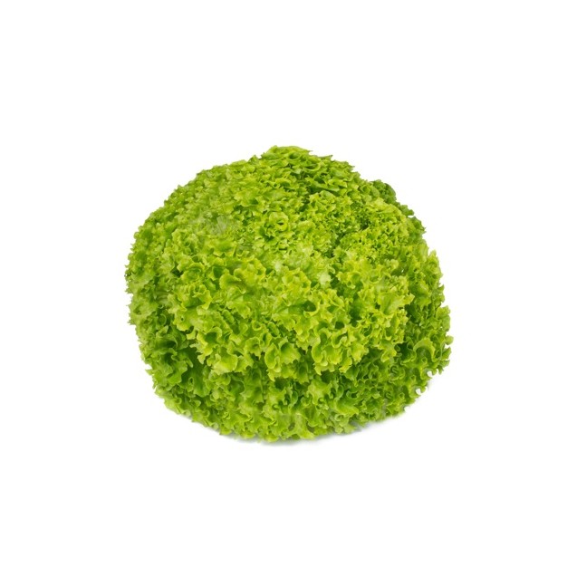 Σπόρος Μαρούλι Leaf lettuce LIMEIRA RZ 5000 σπόρων Rijk Zwaan Hellas