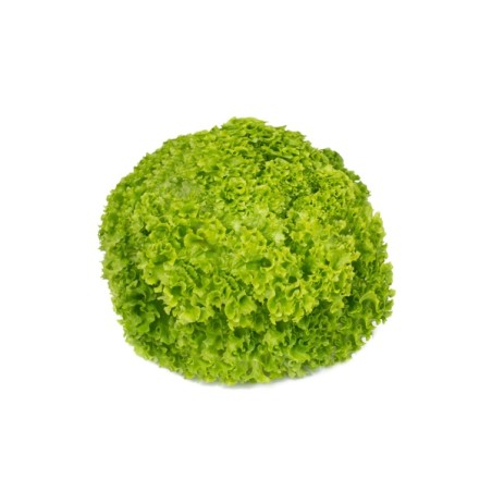 Σπόρος Μαρούλι Leaf lettuce LIMEIRA RZ 5000 σπόρων Rijk Zwaan Hellas