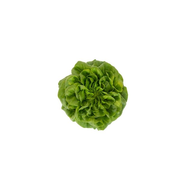 Σπόρος Μαρούλι Multi leaf lettuce HAWKING RZ 5000 σπόρων Rijk Zwaan Hellas