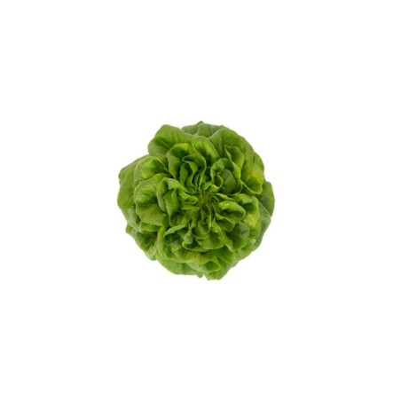 Σπόρος Μαρούλι Multi leaf lettuce HAWKING RZ 5000 σπόρων Rijk Zwaan Hellas