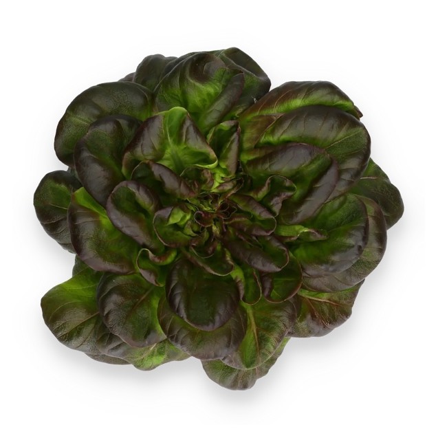 Σπόρος Μαρούλι Multi leaf lettuce WARHOL RZ 5000 σπόρων Rijk Zwaan Hellas