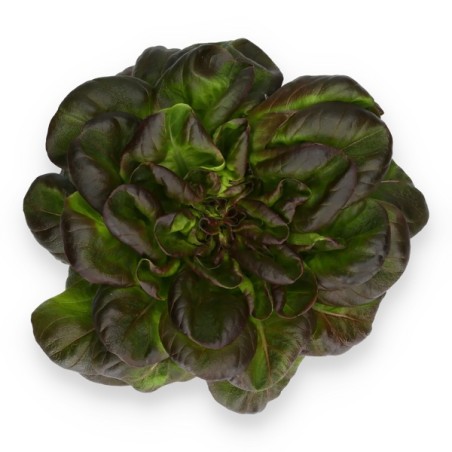 Σπόρος Μαρούλι Multi leaf lettuce WARHOL RZ 5000 σπόρων Rijk Zwaan Hellas