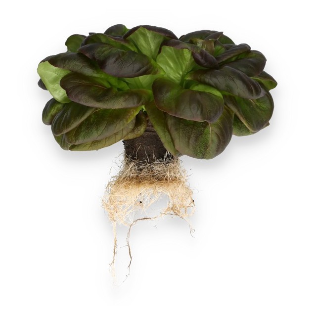 Σπόρος Μαρούλι Multi leaf lettuce WARHOL RZ 5000 σπόρων Rijk Zwaan Hellas
