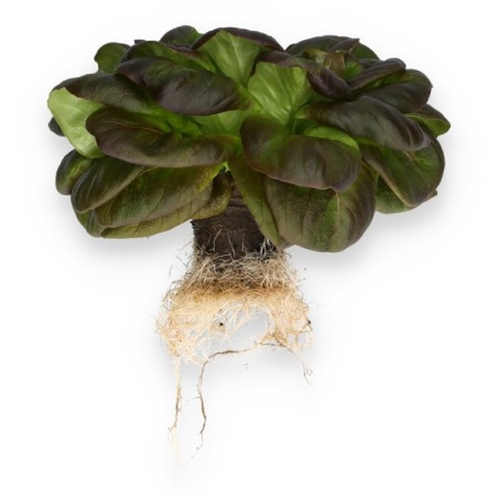 Σπόρος Μαρούλι Multi leaf lettuce WARHOL RZ 5000 σπόρων Rijk Zwaan Hellas