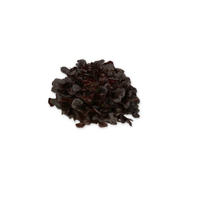 Σπόρος Μαρούλι Multi leaf lettuce XAPIA RZ Knox™ 5000 σπόρων Rijk Zwaan Hellas
