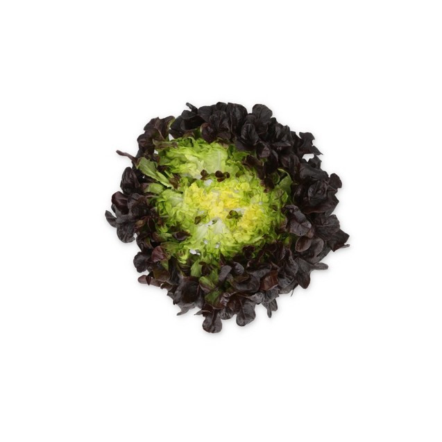 Σπόρος Μαρούλι Multi leaf lettuce XAPIA RZ Knox™ 5000 σπόρων Rijk Zwaan Hellas