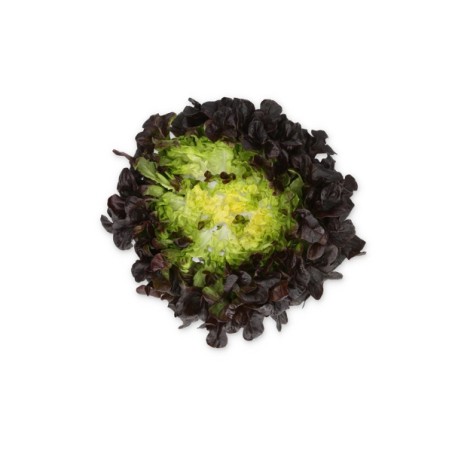 Σπόρος Μαρούλι Multi leaf lettuce XAPIA RZ Knox™ 5000 σπόρων Rijk Zwaan Hellas