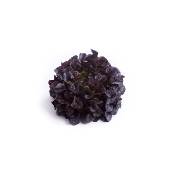 Μαρούλι Multi leaf lettuce XODOS RZ Knox™ 5000 σπόρων