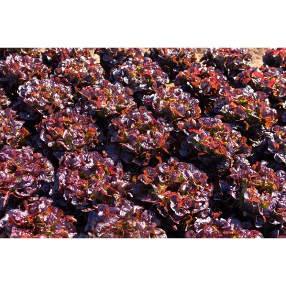 Μαρούλι Oak Leaf lettuce ARAMAI RZ 5000 σπόρων