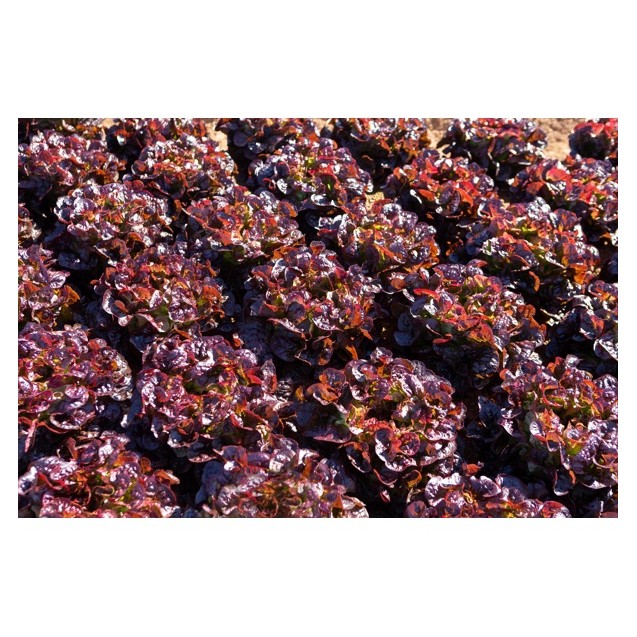Σπόρος Μαρούλι Oak Leaf lettuce ARAMAI RZ 5000 σπόρων Rijk Zwaan Hellas