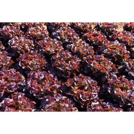 Σπόρος Μαρούλι Oak Leaf lettuce ARAMAI RZ 5000 σπόρων Rijk Zwaan Hellas