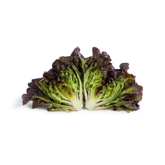 Σπόρος Μαρούλι Oak Leaf lettuce ARAMAI RZ 5000 σπόρων Rijk Zwaan Hellas