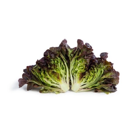Σπόρος Μαρούλι Oak Leaf lettuce ARAMAI RZ 5000 σπόρων Rijk Zwaan Hellas