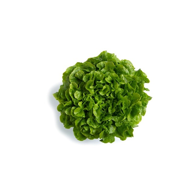 Σπόρος Μαρούλι Oak Leaf lettuce KILEY RZ 5000 σπόρων Rijk Zwaan Hellas