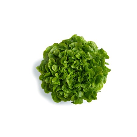 Σπόρος Μαρούλι Oak Leaf lettuce KILEY RZ 5000 σπόρων Rijk Zwaan Hellas