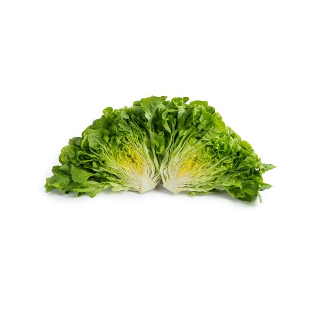 Σπόρος Μαρούλι Oak Leaf lettuce KILEY RZ 5000 σπόρων Rijk Zwaan Hellas