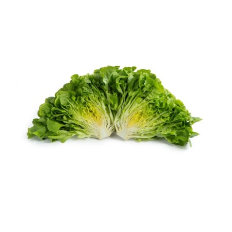 Σπόρος Μαρούλι Oak Leaf lettuce KILEY RZ 5000 σπόρων Rijk Zwaan Hellas