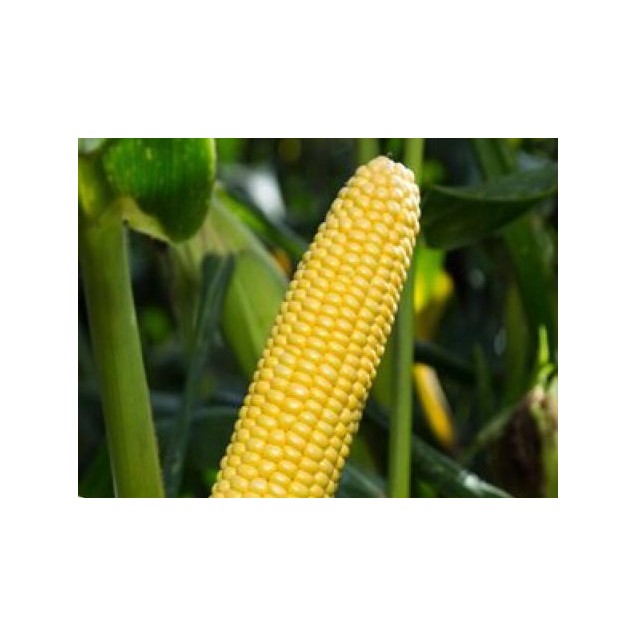 Σπόρος Γλυκό Καλαμπόκι STRONGSTAR F1 5.000 σπόρων Syngenta
