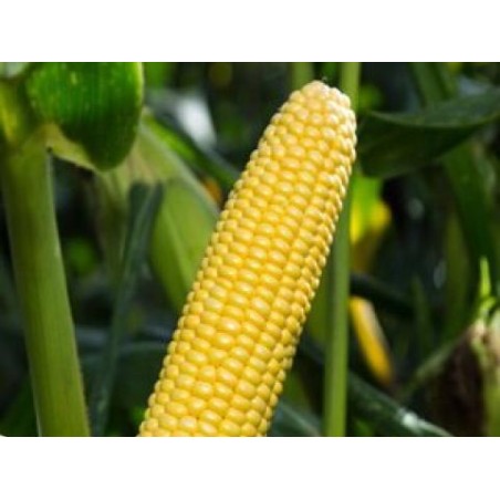 Σπόρος Γλυκό Καλαμπόκι STRONGSTAR F1 5.000 σπόρων Syngenta