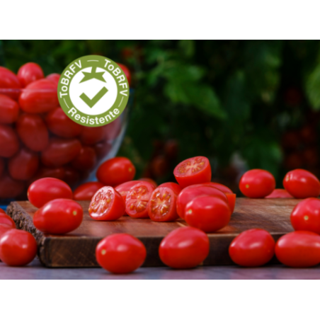 Σπόρος Τομάτα αναρριχώμενη SWEETELE F1 500 σπόρων Syngenta
