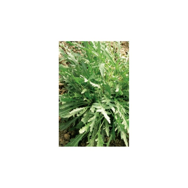 Σπόρος Ρόκα SELVATICA A FOGLIA FRASTAGLIATA (RUCOLA) 1 κιλό ΕΛΑΝΚΟ ΕΛΛΑΣ