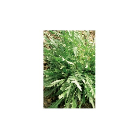 Σπόρος Ρόκα SELVATICA A FOGLIA FRASTAGLIATA (RUCOLA) 1 κιλό ΕΛΑΝΚΟ ΕΛΛΑΣ