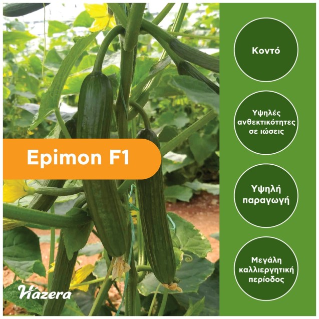 Σπόρος Αγγούρι κοντό Epimon F1 500 σπόρων Hazera