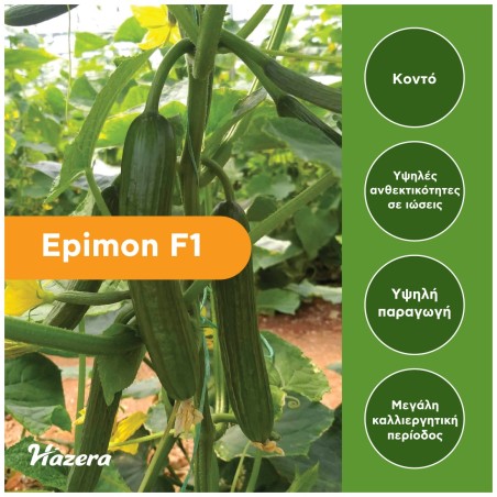 Σπόρος Αγγούρι κοντό Epimon F1 500 σπόρων Hazera