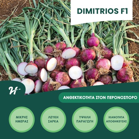 Κρεμμύδι Dimitrios F1 Hazera 100.000 σπόρων (χειμωνιάτικο)