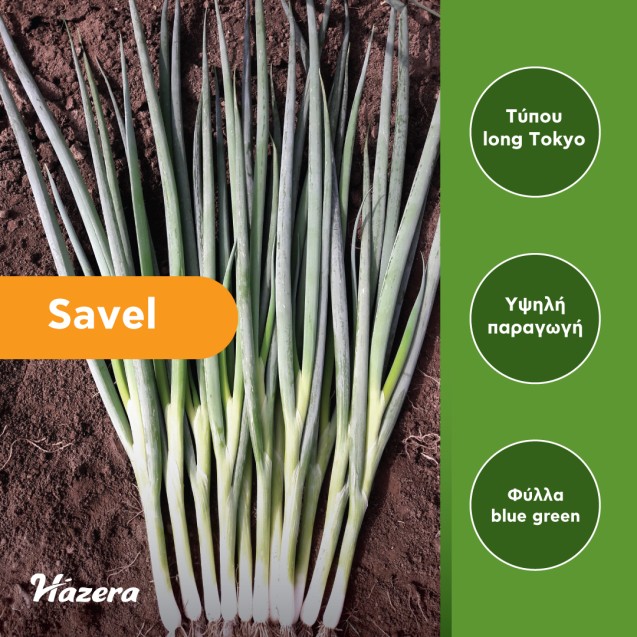 Κρεμμύδι χλωρό Savel F1 Hazera 250.000 σπόρων