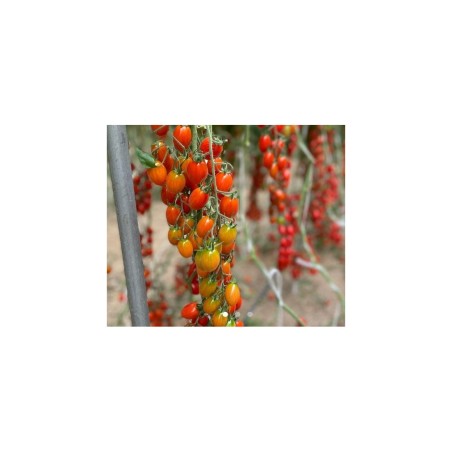 Τομάτα LOLLIPOP F1 Hazera | Mini Plum 15-25g ToBRFV