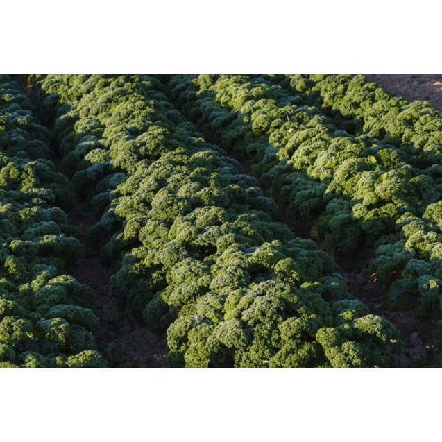 Σπόρος Λάχανο Kale  BLUE RIDGE F1  10.000 σπόρων SAKATA