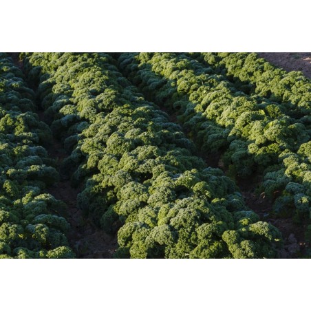 Σπόρος Λάχανο Kale  BLUE RIDGE F1  10.000 σπόρων SAKATA