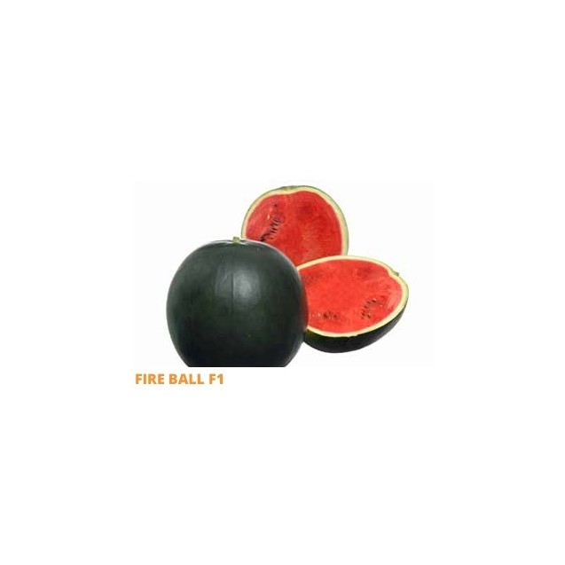 Σπόρος Καρπούζι FIRE BALL  F1 1000 σπόρων SAKATA