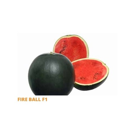 Σπόρος Καρπούζι FIRE BALL  F1 1000 σπόρων SAKATA