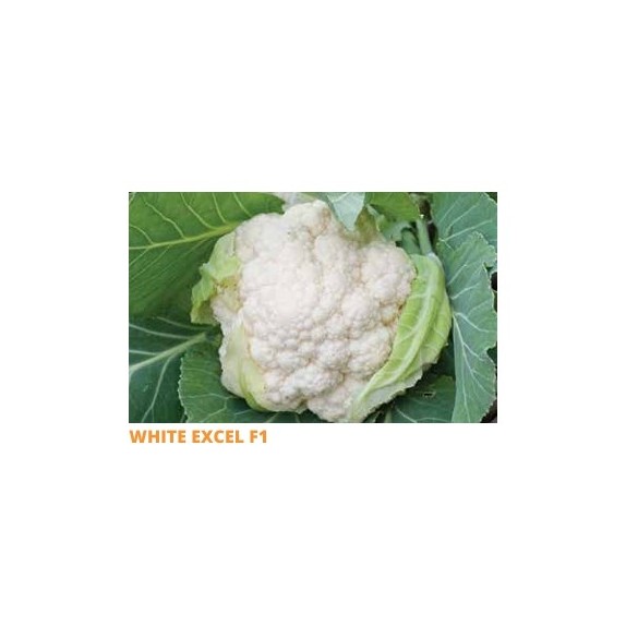Σπόρος Κουνουπίδι WHITE EXCEL F1 70-75 ημερών  2500 σπόρων SAKATA