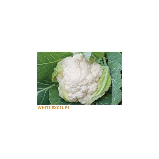 Σπόρος Κουνουπίδι WHITE EXCEL F1 70-75 ημερών  2500 σπόρων SAKATA