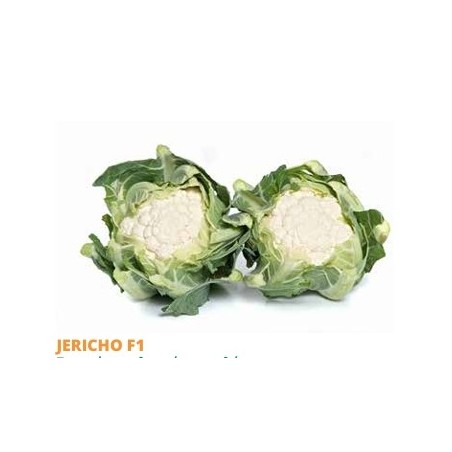 Σπόρος Κουνουπίδι JERICHO F1 110-120 ημερών  2500 σπόρων SAKATA