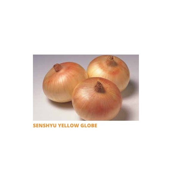 Σπόρος Κρεμμύδι SENSHYU YELLOW GLOBE ξανθό μικρής ημέρας  0,5 Kg SAKATA