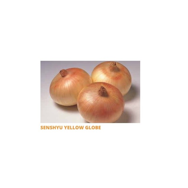 Σπόρος Κρεμμύδι SENSHYU YELLOW GLOBE ξανθό μικρής ημέρας  0,5 Kg SAKATA