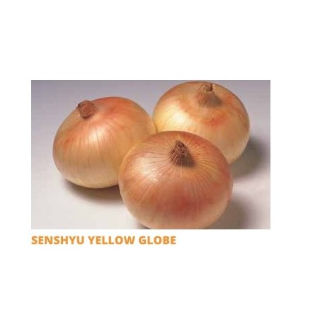 Σπόρος Κρεμμύδι SENSHYU YELLOW GLOBE ξανθό μικρής ημέρας  0,5 Kg SAKATA