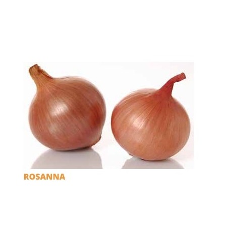 Σπόρος Κρεμμύδι ROSANNA  F1 100.000 σπόρων SAKATA