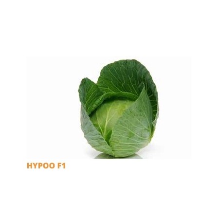 Σπόρος Λάχανο HYPOO  F1 2500 σπόρων (80-90 ημερών) SAKATA
