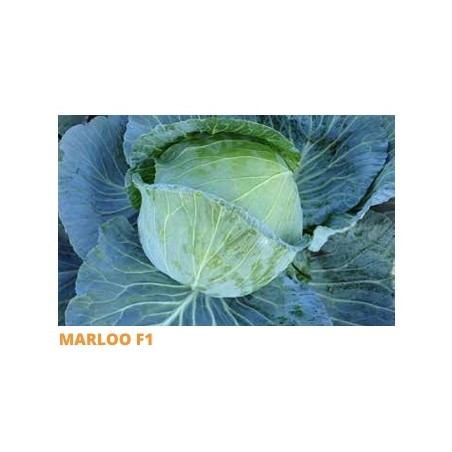 Σπόρος Λάχανο MARLOO  F1 10.000 σπόρων (85-95 ημερών) SAKATA