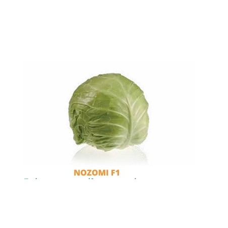 Σπόρος Λάχανο NOZOMI  F1 10.000 σπόρων (55-65 ημερών) SAKATA
