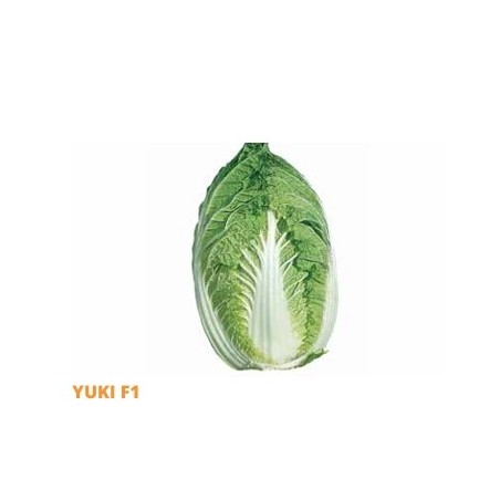 Σπόρος Λάχανο YUKI  F1 2500 σπόρων (65-75 ημερών) SAKATA