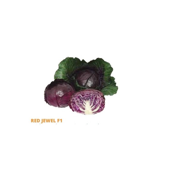 Σπόρος Λάχανο RED JEWEL  F1 2500 σπόρων  (70-80 ημερών) SAKATA