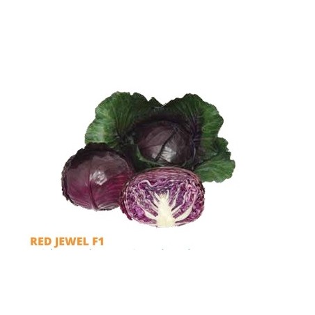 Σπόρος Λάχανο RED JEWEL  F1 2500 σπόρων  (70-80 ημερών) SAKATA
