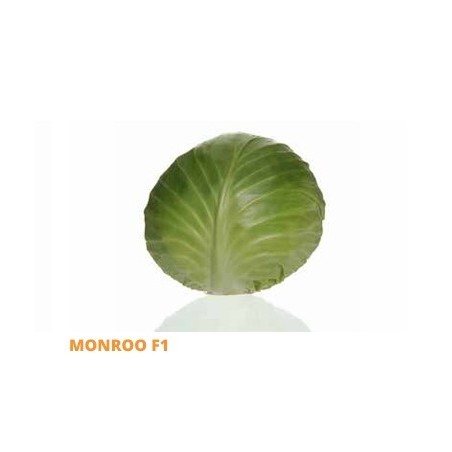 Σπόρος Λάχανο MONROO  F1 2500 σπόρων (95-100 ημερών) SAKATA