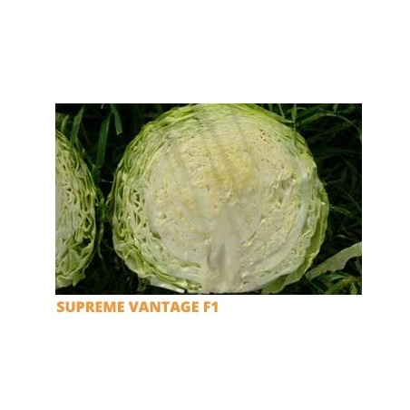 Σπόρος Λάχανο SUPREMEVANTAGE  F1 2500 σπόρων (70-75 ημερών) SAKATA